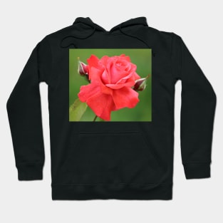 Pink Rose Flower and Buds Hoodie